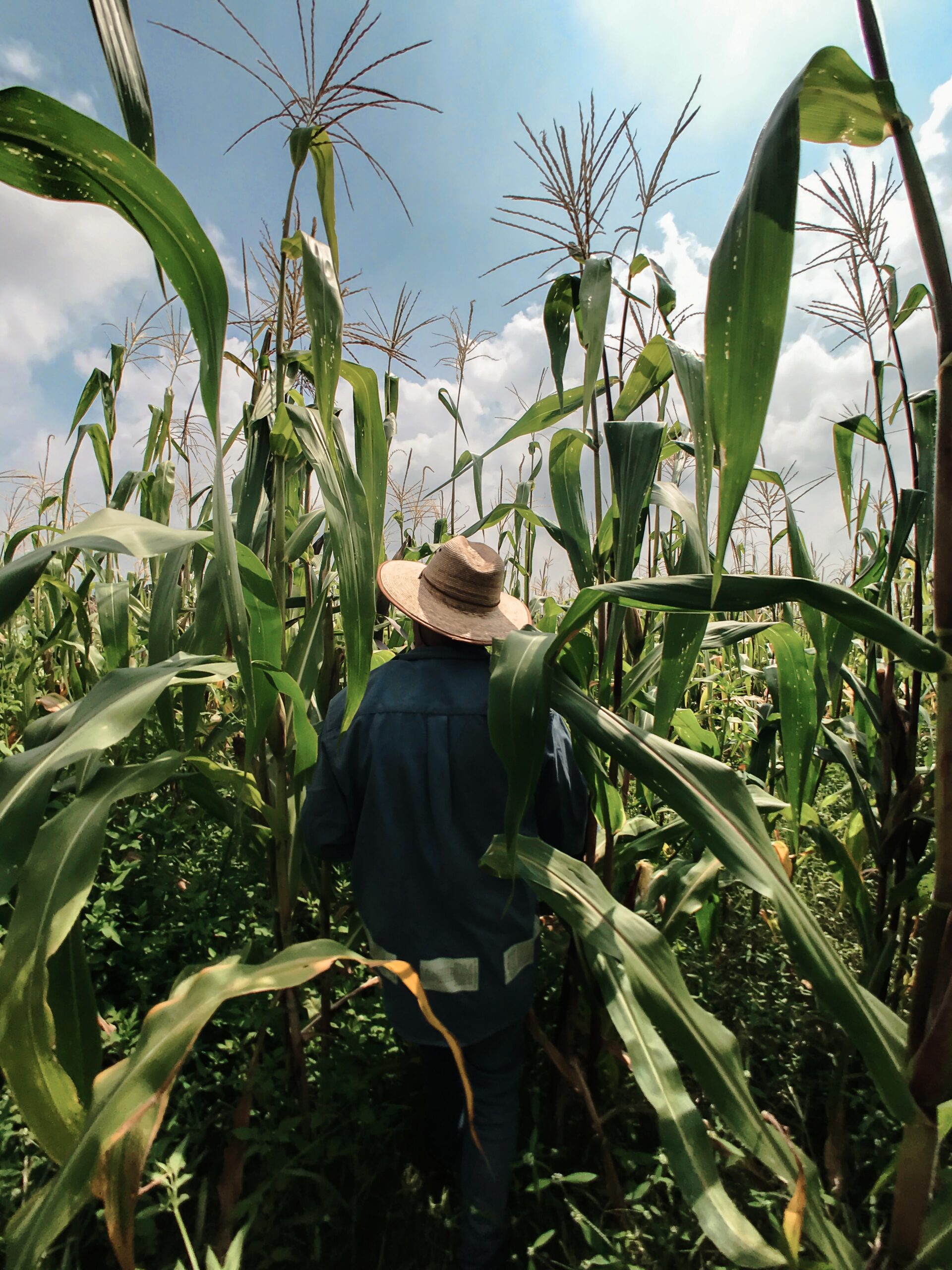 agricultor maiz